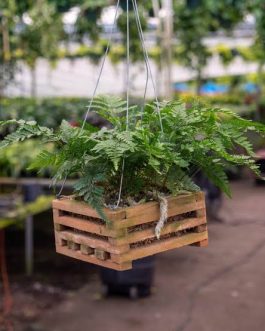 Rabbit foot fern (small plant clump)