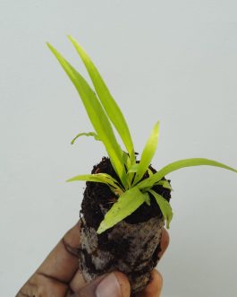 Victoria bird nest fern/ Asplenium antiqum (small jiffy plant)