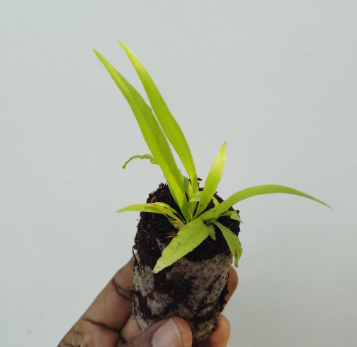 Victoria bird nest fern/ Asplenium antiqum (small jiffy plant) - Image 2