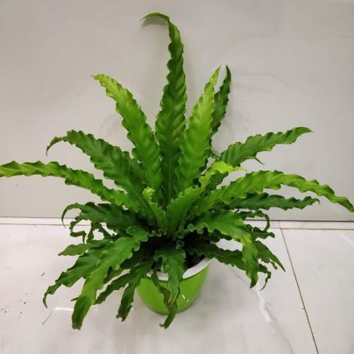 Victoria bird nest fern/ Asplenium antiqum (small jiffy plant) - Image 4