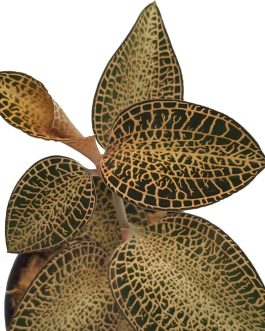 Jewel orchid ‘gold bar’ (small plant jiffy)