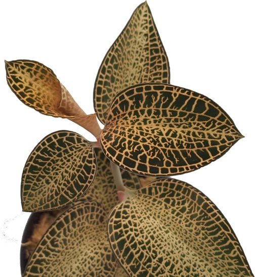 Jewel orchid 'gold bar' (small plant jiffy)