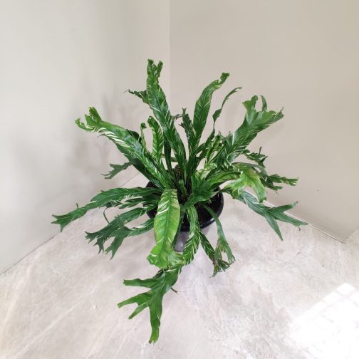 Varigated fish tail birds nest fern (large single plant) - Image 5