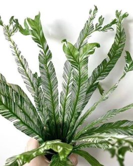 Varigated fish tail birds nest fern (large single plant)