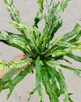 Varigated fish tail birds nest fern (large single plant)