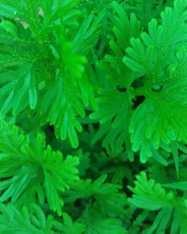 Selaginella wallichii (plant clump)