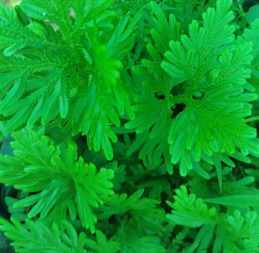 Selaginella wallichii (plant clump) - Image 2