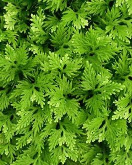 Selaginella wallichii (plant clump)