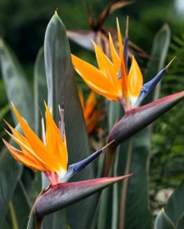 Bird of Paradise (small plant pot)