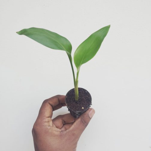 Bird of Paradise (small plant pot) - Image 4