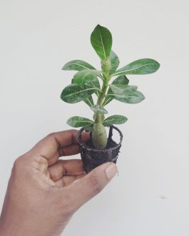 Adenium- unknown colour  (small plant pot)