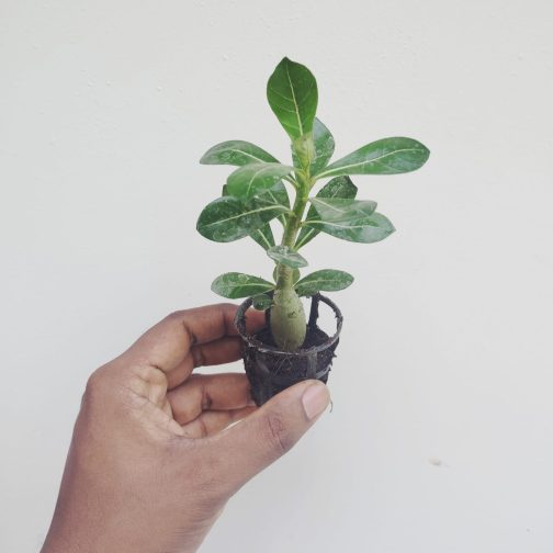 Adenium- unknown colour  (small plant pot) - Image 2