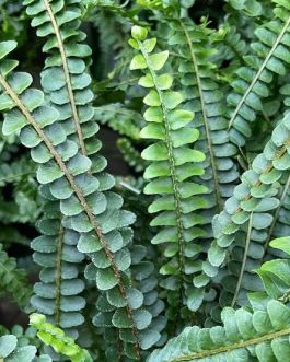 Lemon button fern (small plant pot)