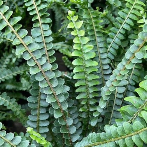 Lemon button fern (small plant pot)