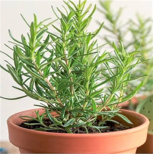 Rosemary (small plant pot)