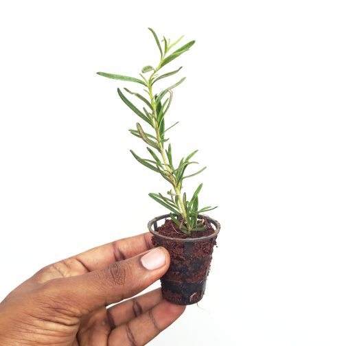 Rosemary (small plant pot) - Image 2