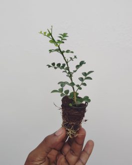 Dwarf kamini (small plant pot)