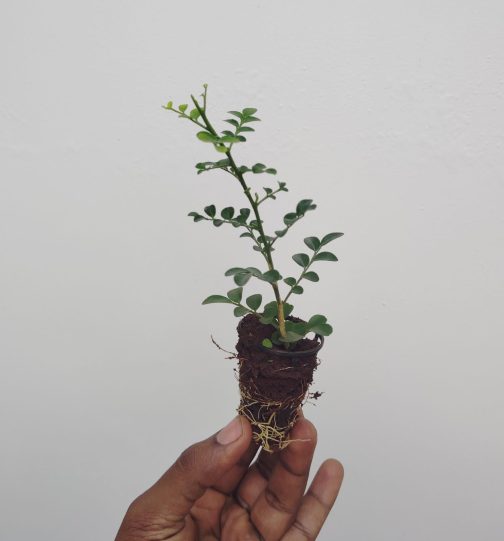 Dwarf kamini (small plant pot) - Image 2