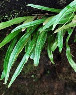 Tongue Fern/ Pyrrosia lingua (single plant-bare root)