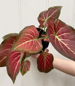 Caladium Redstar (jiffy sized )