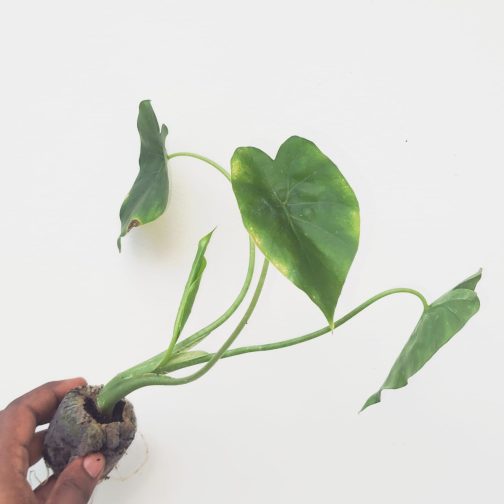 Alocasia Gigantia California (jiffy sized) - Image 5