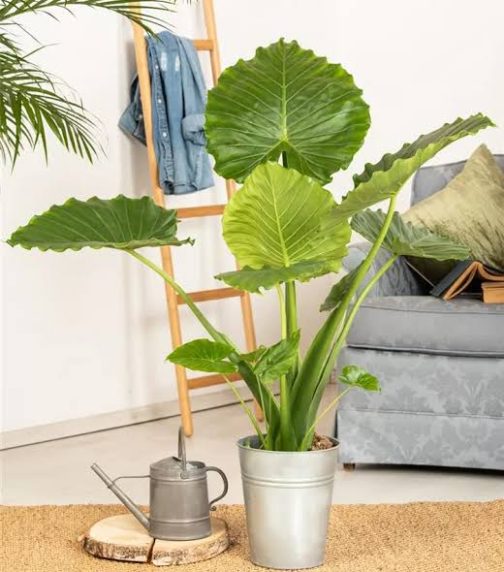 Alocasia Gigantia California (jiffy sized) - Image 3