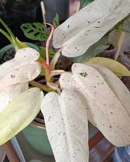 Philodendron Whipple Way (jiffy sized)