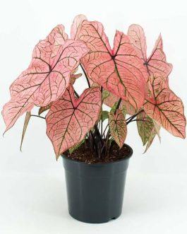 Caladium Pink Paper (jiffy sized)