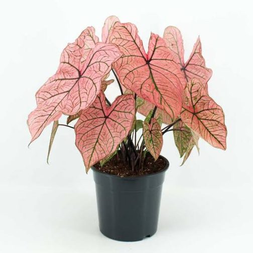 Caladium Pink Paper (jiffy sized)