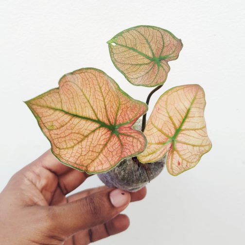 Caladium Pink Paper (jiffy sized) - Image 4