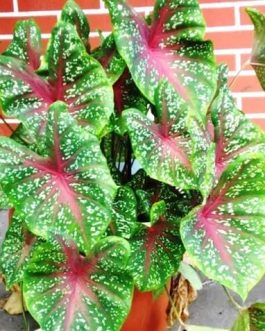 Caladium Bud Bicolour (jiffy sized)