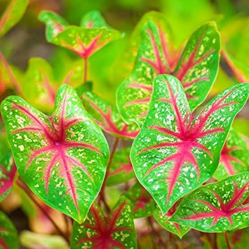 Caladium Bud Bicolour (jiffy sized)