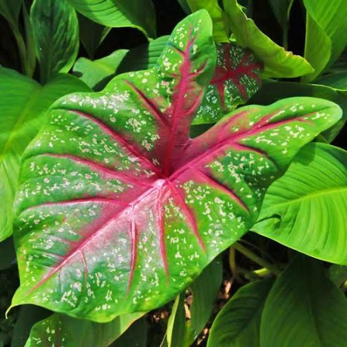 Caladium Bud Bicolour (jiffy sized) - Image 4