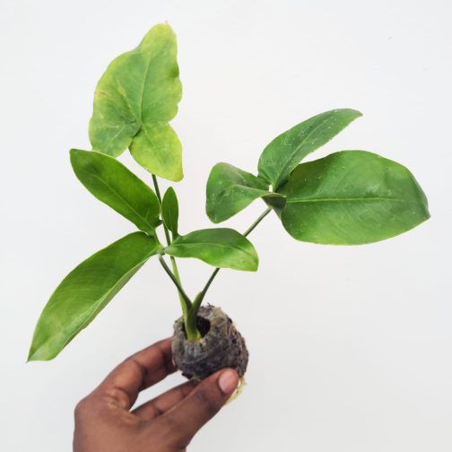 Philodendron Goeldii (jiffy sized) - Image 4