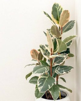 Ficus Tineke Variegated (jiffy sized)