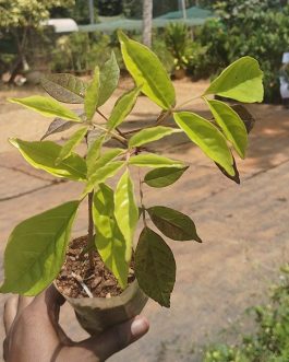 Fraser Island Creeper/ Tecomanthe hillii (single plant)