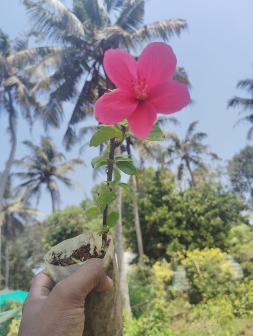 Hibiscus Viceroy Pink (single plant) - Image 4