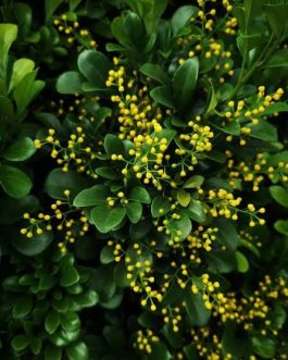 Chinese Perfume Plant/ Aglaia odorata (large single plant)