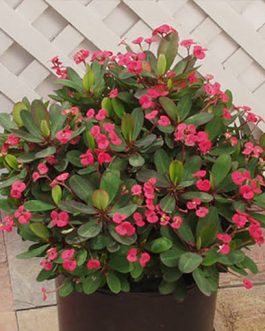 Euphorbia Milii Dwarf Apache Red (single plant)