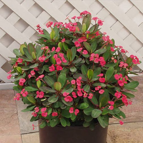 Euphorbia Milii Dwarf Apache Red (single plant)