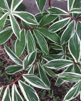 Costus Arabicus Variegated (large single plant)