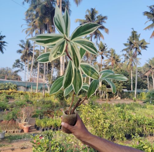 Costus Arabicus Variegated (large single plant) - Image 5