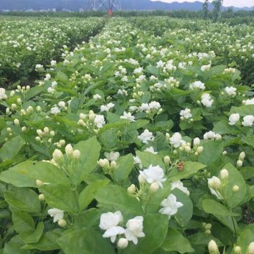 Double Layer flower Arabian Jasmine (single plant) - Image 2