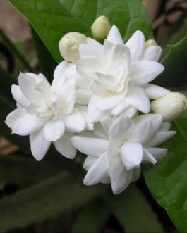 Double Layer flower Arabian Jasmine (single plant)