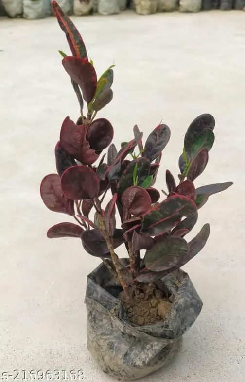 Croton Codiaeum variegatum (single plant) - Image 3