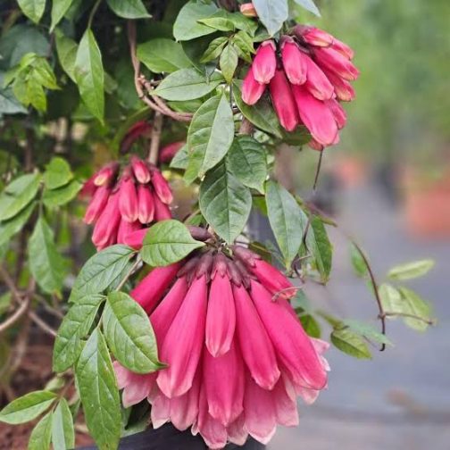 Fraser Island Creeper/ Tecomanthe hillii (single plant) - Image 4