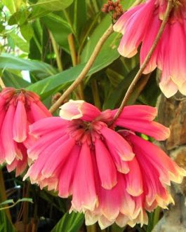 Fraser Island Creeper/ Tecomanthe hillii (single plant)