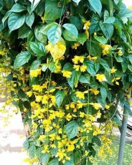 Golden cascade vine (single plant)