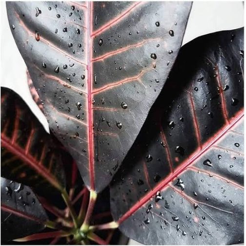 Black petra croton (single plant) - Image 2