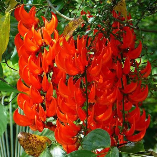 Red Jade Vine /Mucuna Bennettii (single plant)